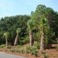 Landscaping with Palms