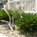 Landscaping with Rock & Sago Palms