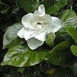 Azalea Hardy Gardenia