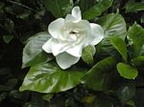 Azalea Hardy Gardenia