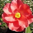 Camellia Don Mac