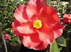 Camellia Don Mac