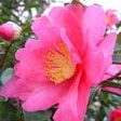 Camellia Kanjiro