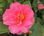 Camellia Rosea Plena