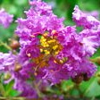 Crape Myrtle Catawba