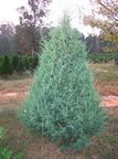 Cypress Carolina Sapphire