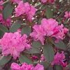 Hawthorn Regal Rose