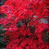 Maple Japanese Blood