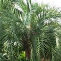 Palm Pindo