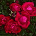 Rose Double Knock Out Red