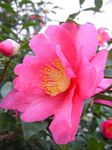 CamelliaKanjiro_s.jpg