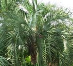 Palm Pindo